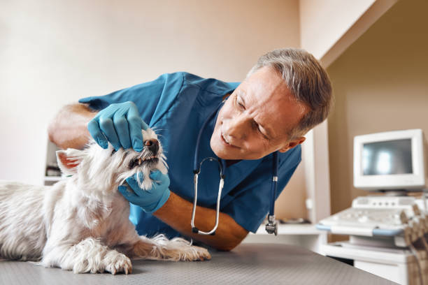 Best Walk-In Emergency Dentist in Forestdale, MA